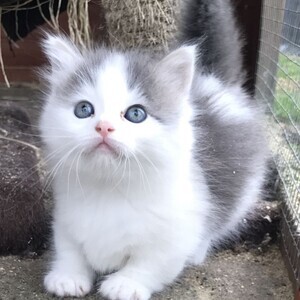Cute Munchkin kittens Currently Available | PostAds PH