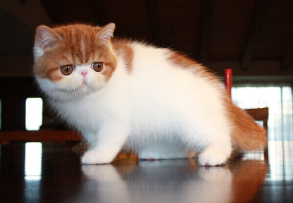 Cute Exotic Shorthair kittens Currently Available