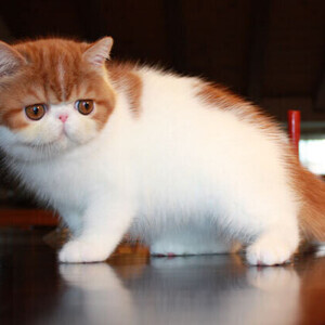 Cute Exotic Shorthair kittens Currently Available | PostAds PH