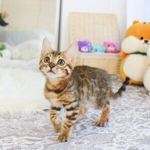 Cute Bengal kittens Currently Available | PostAds PH