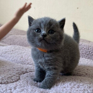 Cute British Shorthair Kittens Currently Available | PostAds PH