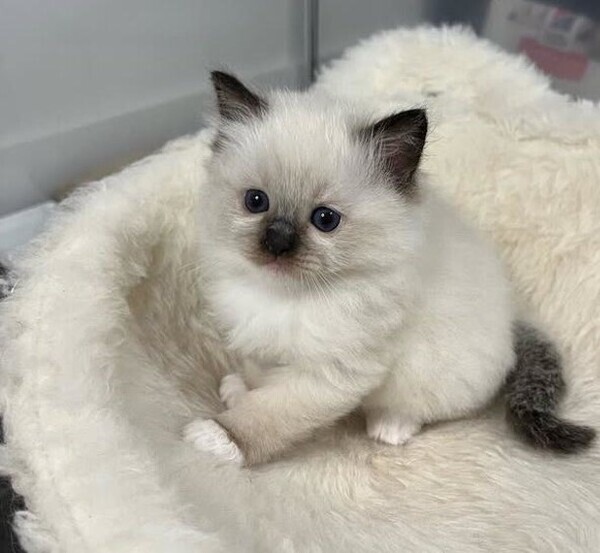  Cute Ragdoll kittens Currently Available