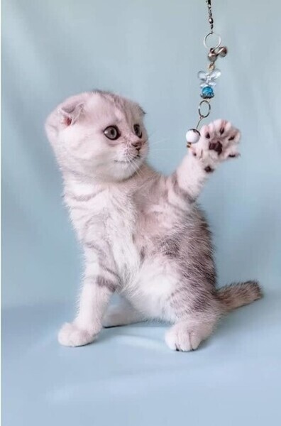Cute Scottish Fold Kittens Currently Available