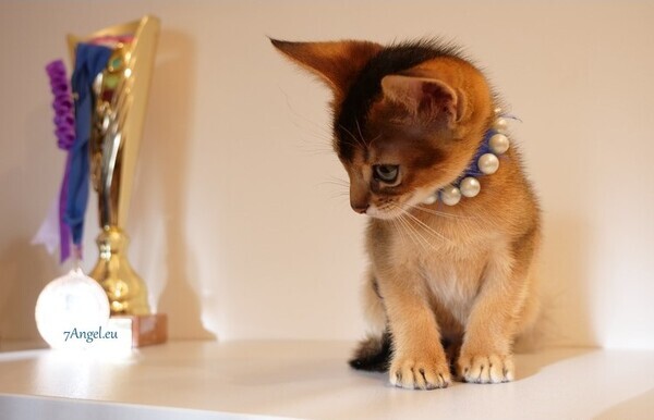 Cute Abyssinian Kittens Currently Available