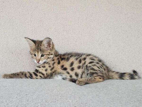 Cute savanna kittens Currently Available