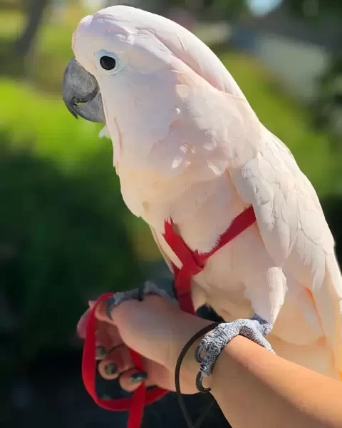 Cute Cockatoos umbrella parrots Currently Available