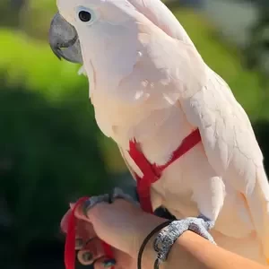 Cute Cockatoos umbrella parrots Currently Available | PostAds PH