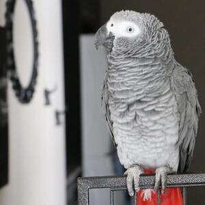 Cute African gray parrots Currently Available | PostAds PH