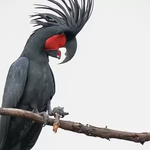 Cute palm cockatoo parrots Currently Available | PostAds PH