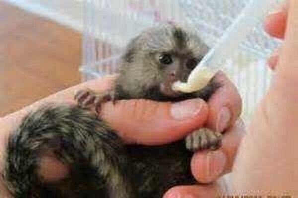 We have two beautiful Finger Marmoset Monkeys, ..viber.+639463422605