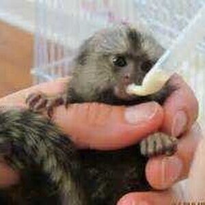 We have two beautiful Finger Marmoset Monkeys, ..viber.+639463422605 | PostAds PH