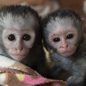 pygmy marmoset Capuchin monkeys,..viber.+639463422605 | PostAds PH