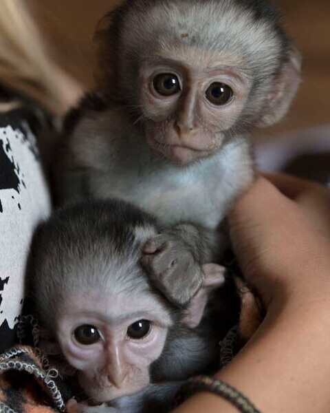 Marmoset and capuchin Monkeys..viber.+639463422605