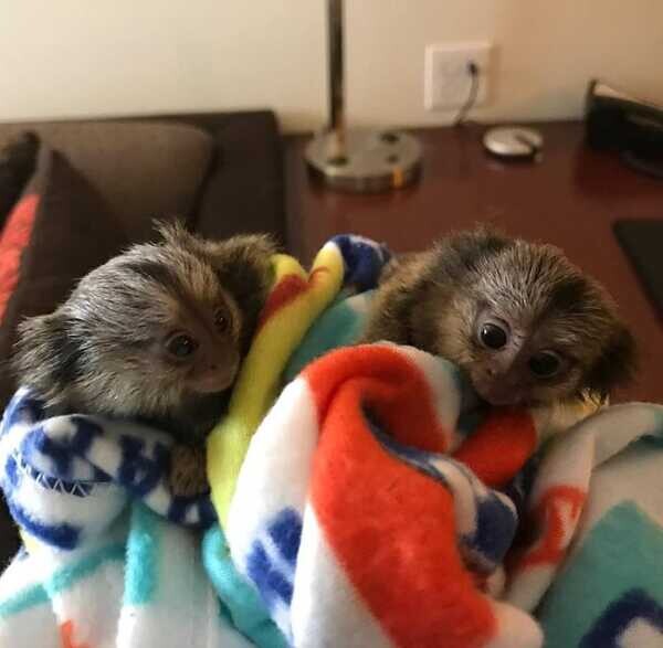  Capuchin & Marmoset Monkey. ..viber.+639463422605