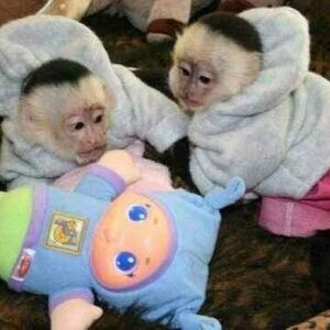 Trained Capuchin & Marmoset Monkey...viber.+639463422605 | PostAds PH