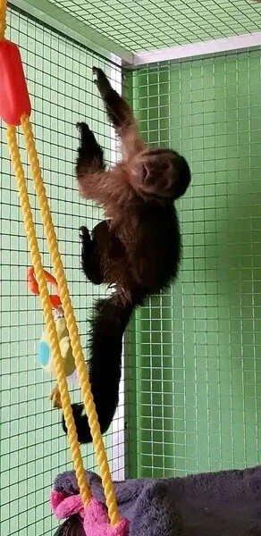 roved Diaper Trained Capuchin & Marmoset Monkey...viber.+639463422605