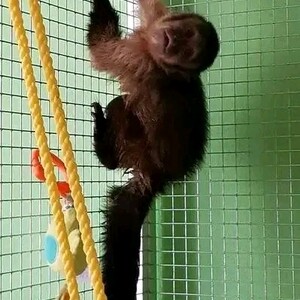 roved Diaper Trained Capuchin & Marmoset Monkey...viber.+639463422605 | PostAds PH