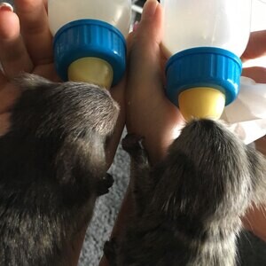 Ppygmy Marmoset Monkey...viber.+639463422605 | PostAds PH