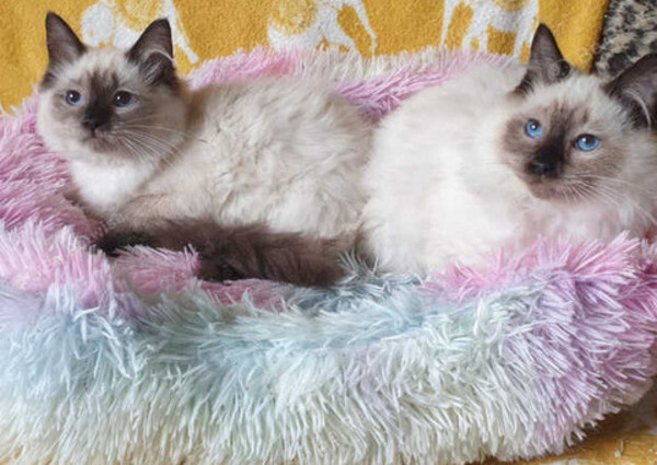  laid back Ragdoll temperaments...viber.+639463422605