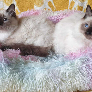 laid back Ragdoll temperaments...viber.+639463422605 | PostAds PH