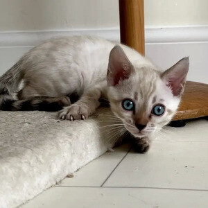 Snow Lynx and Brown Bengal Kittens For Sale..viber.+639463422605 | PostAds PH