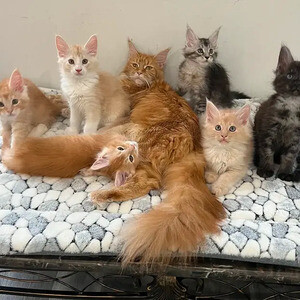 4 maine coon kittens for sale..viber.+639463422605 | PostAds PH