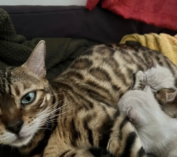 Bengal Kittens..viber.+639463422605
