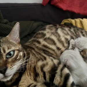 Bengal Kittens..viber.+639463422605 | PostAds PH