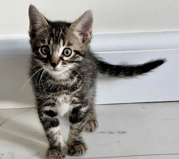 Bengal X Kittens..viber.+639463422605