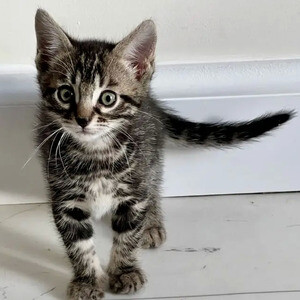 Bengal X Kittens..viber.+639463422605 | PostAds PH