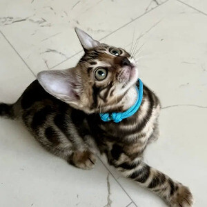 Beautiful Bengaal Kittenss..viber.+639463422605 | PostAds PH