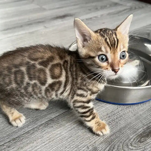 2 female Bengal kittens ready now TICA..viber.+639463422605 | PostAds PH