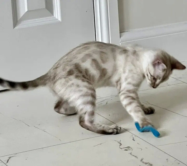 Snow Lynx Bengal Kitten (ready now)..viber.+639463422605