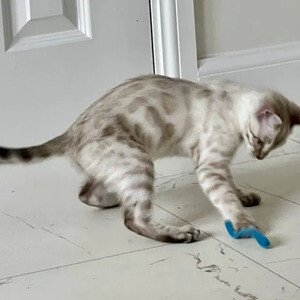 Snow Lynx Bengal Kitten (ready now)..viber.+639463422605 | PostAds PH