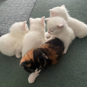 Persian Cats For Sale..viber.+639463422605 | PostAds PH