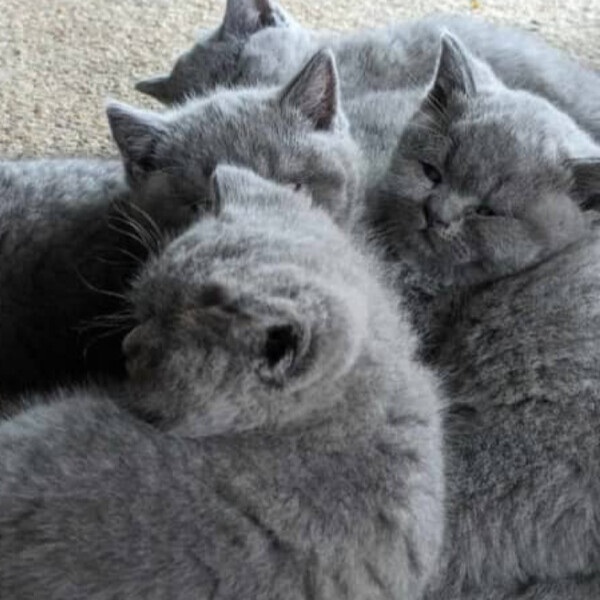 British Shorthair Cats For Sale..viber.+639463422605
