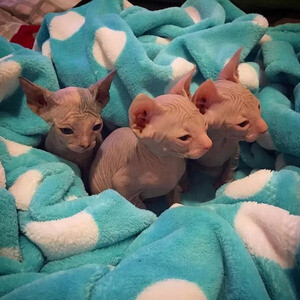 Sphynx kittens now ready to go..viber.+639463422605 | PostAds PH