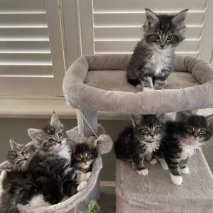 Maine Coon kittens ready for their new home..viber.+639463422605 | PostAds PH