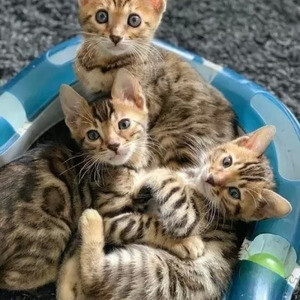 Bengal kittens ready to go..viber.+639463422605 | PostAds PH