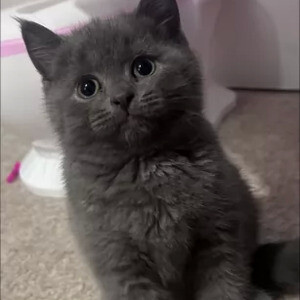British Shorthair ready..viber.+639463422605 | PostAds PH