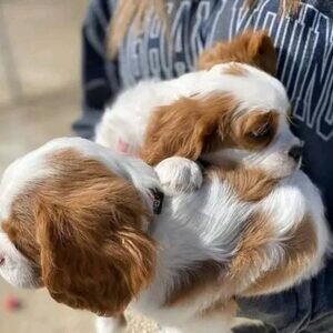 announce that our Cavalier King Charles puppy..viber.+639463422605 | PostAds PH