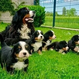 Beautiful Bernese Mountain puppy for adoption..viber.+639463422605 | PostAds PH