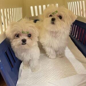 Healthy Maltese puppies for adoption..viber.+639463422605 | PostAds PH