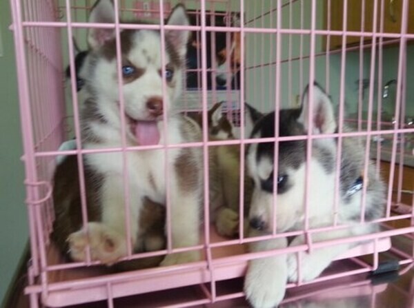 Blue eyes Siberian Husky puppies looking for new home.