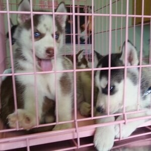 Blue eyes Siberian Husky puppies looking for new home. | PostAds PH