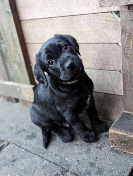 Here’s a description of a Labrador puppy..viber.+639463422605