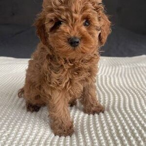 Hearthy teacup poodle puppies for adoption..viber.+639463422605 | PostAds PH