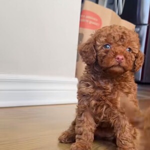 Poodle Puppy – Ready for Adoption..viber.+639463422605 | PostAds PH