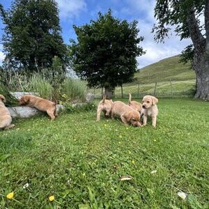 Fox red Labrador Retrievers pups for sale...viber.+639463422605 | PostAds PH