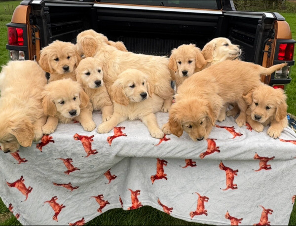 Golden Retriever puppiess 🐶..viber.+639463422605